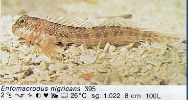 Entomacrodus nigricans